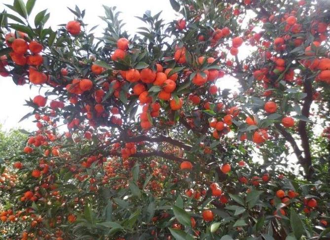 龟壳里面有几个夜明珠,龟壳里面真的有夜明珠