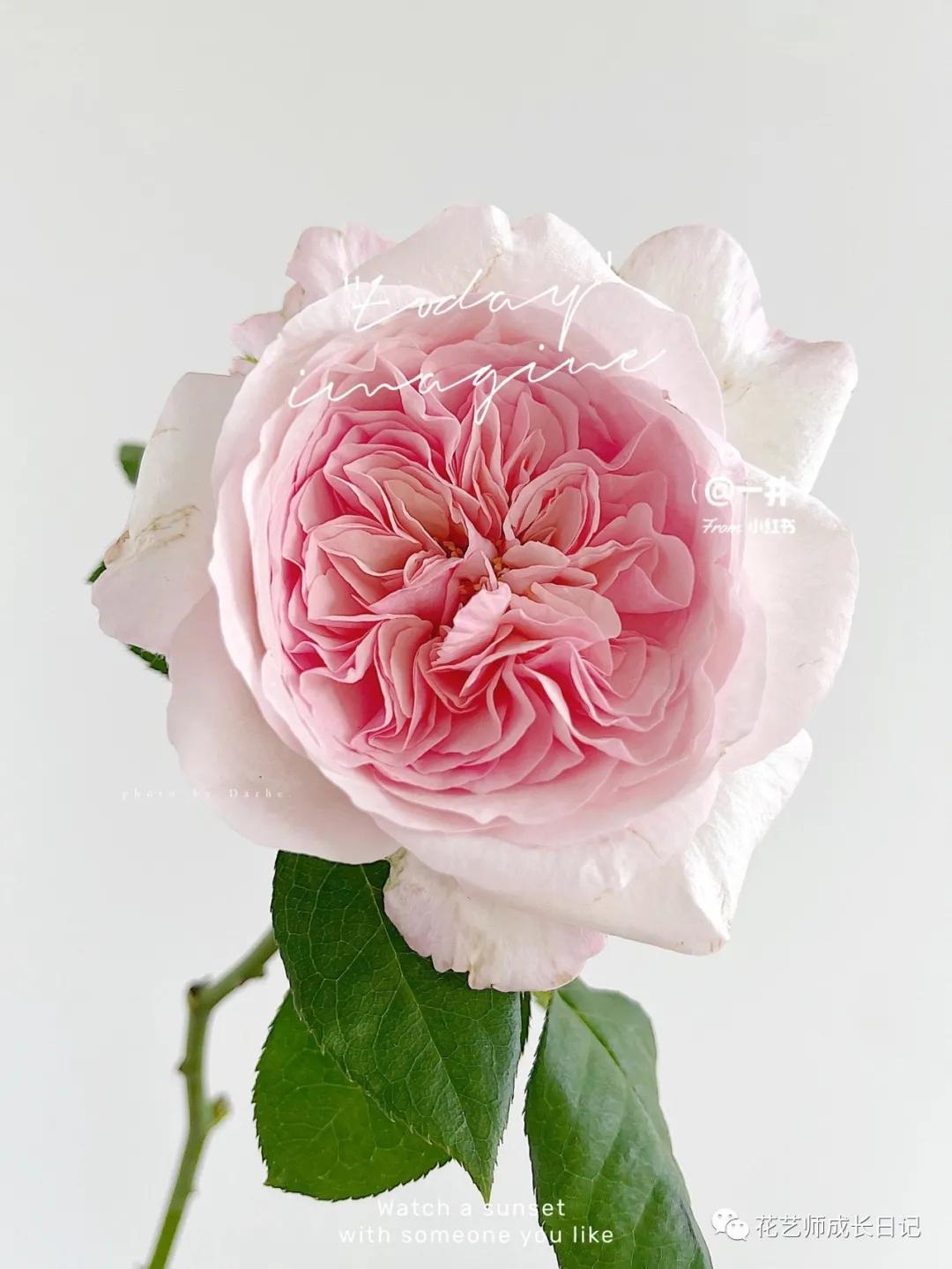 五号香水玫瑰花,100朵粉色玫瑰