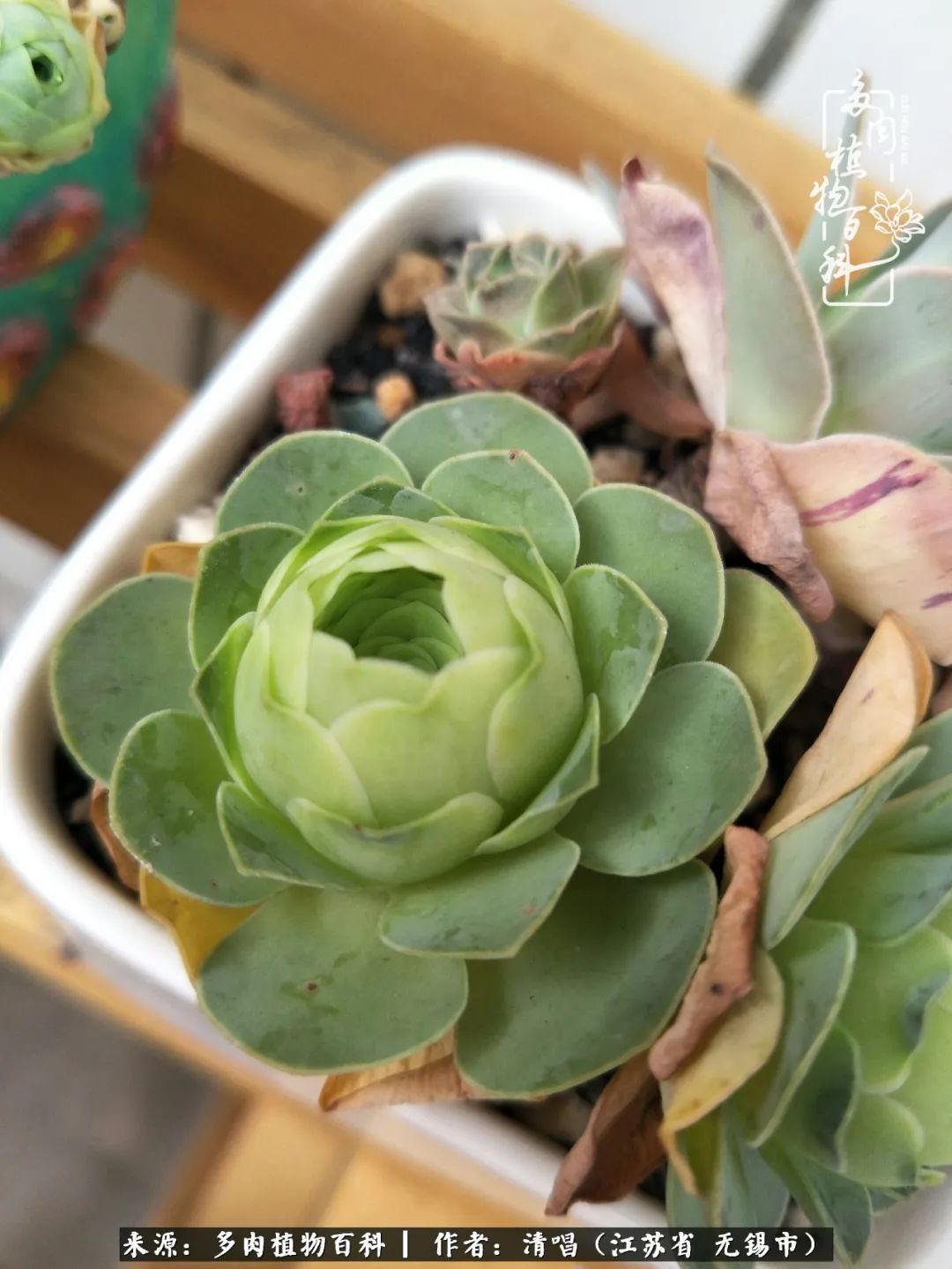 多肉植物百科好看又好养的多肉,喜欢多肉的朋友欢迎光临多肉园艺