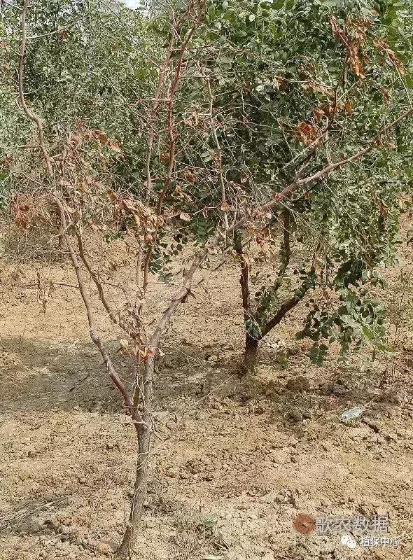 几种果树根部病害的症状识别与防治
