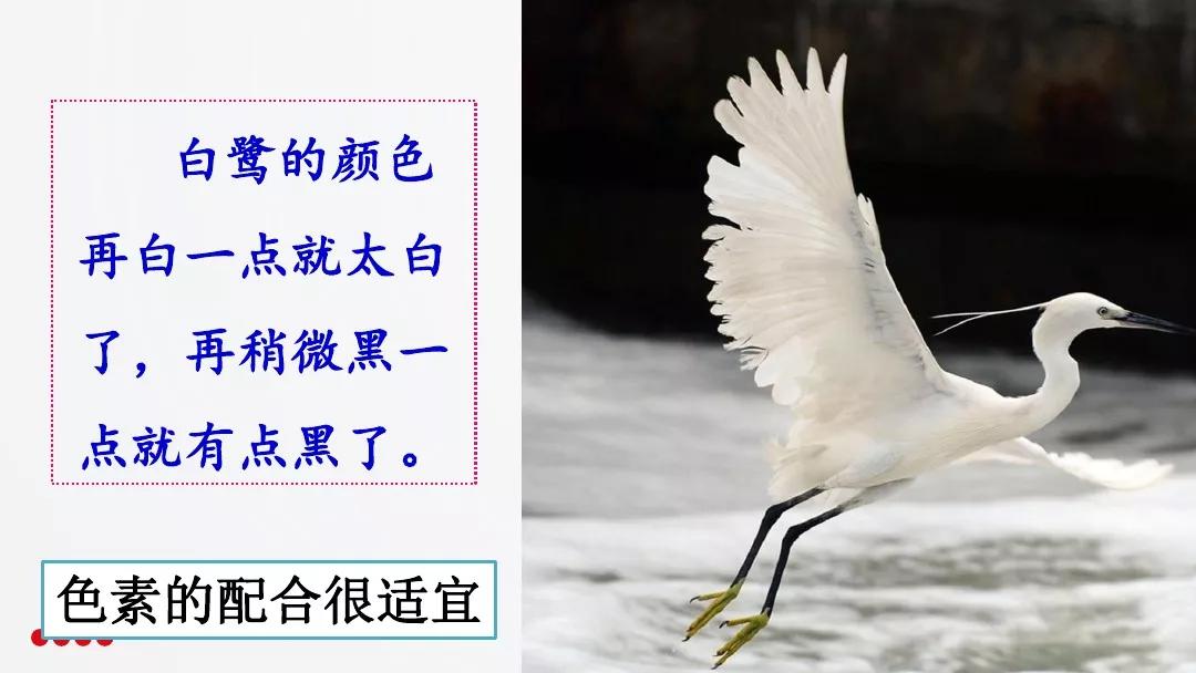 五年级部编版语文白鹭讲课视频,部编小学语文五年级上册白鹭课件