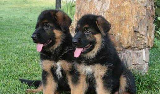 5大饲养禁忌,养犬的100个常见问题