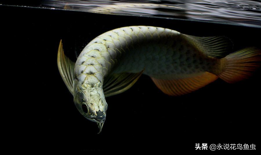 龙鱼身上的垢是褪去还是掉下来,龙鱼上面鳞片的黑垢怎么快速脱掉