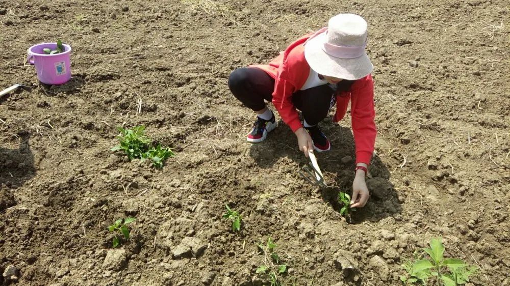 开心农场希月生态庄园,开心农场欢迎你的到来