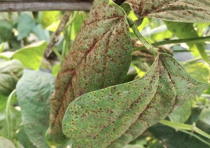 菜豆锈病药剂防治方法有哪些,菜豆锈病最适宜发生的条件有哪些