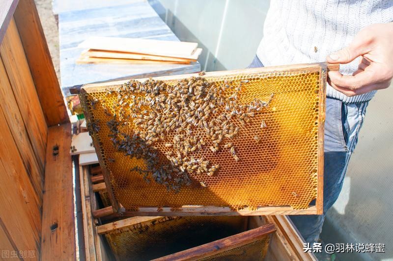 蜜蜂养殖技术分享蜜蜂管理,蜜蜂养殖技术方法与管理