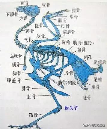 家禽疾病的常用诊断方式有哪些,家禽常见疾病及检测方法书籍