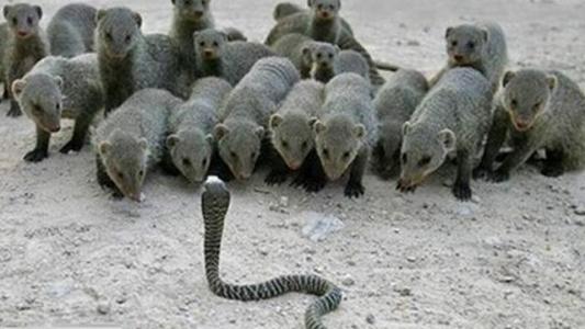 蛇獴都不敢动的眼镜王蛇,蛇獴蜜獾眼镜王蛇