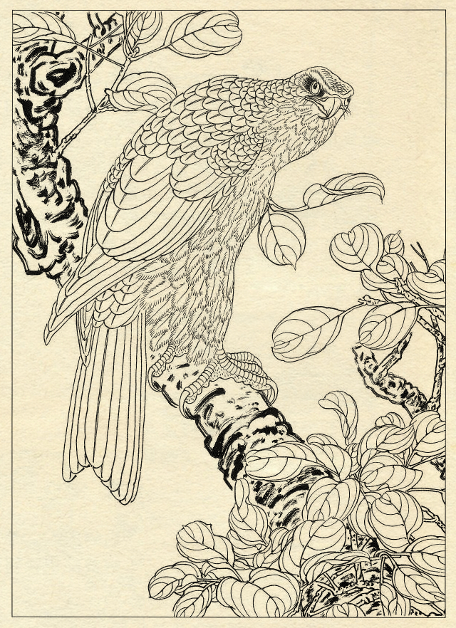 鹰的工笔底稿白描大图,白描鹰的画法图片