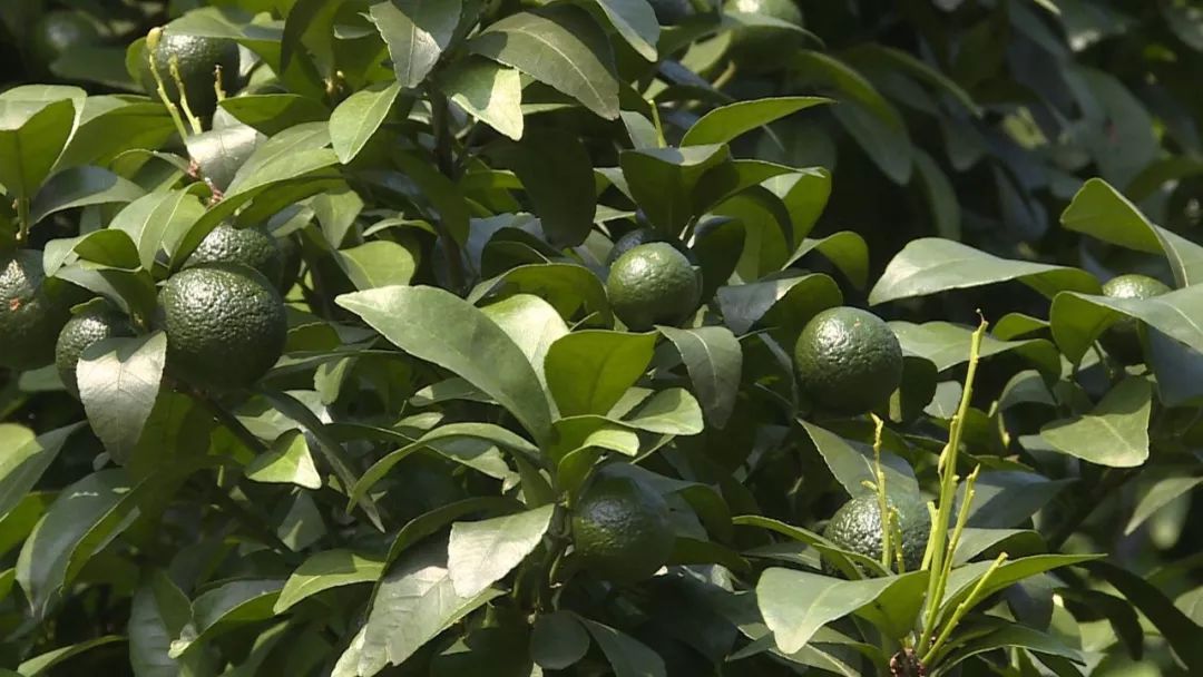 广东复种沙糖桔基地,沙糖桔种植基地规划图