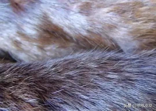 真假皮草区别是什么如何辨认,貂毛皮草真假怎么辨别