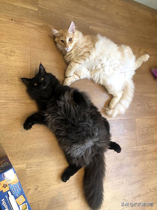 主人晒猫咪图片,主人看到猫咪一脸怒容