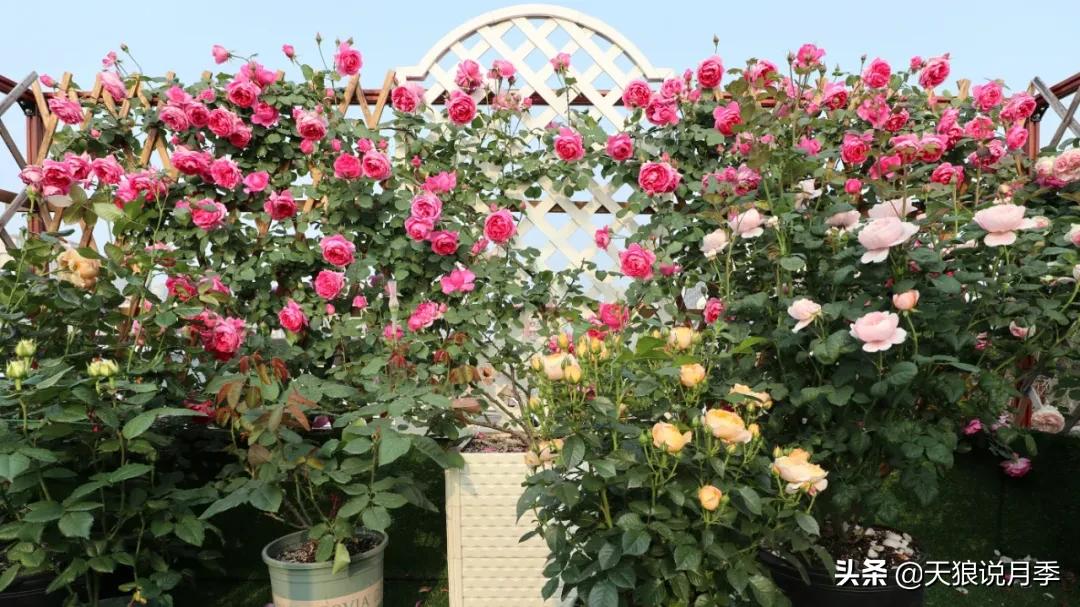 花友家的春花都开爆爆爆了，快来云赏花！（上）