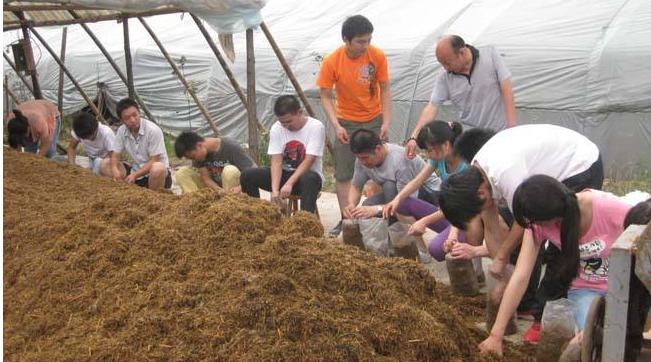 羊肚菌种植栽培技术视频教程（完整版）
