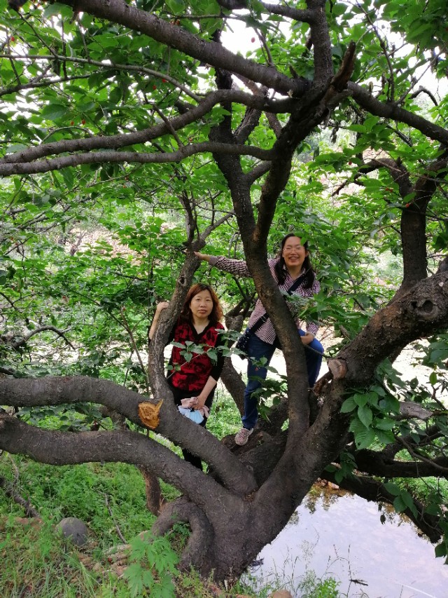 $.97.樱桃时节赴龙潭