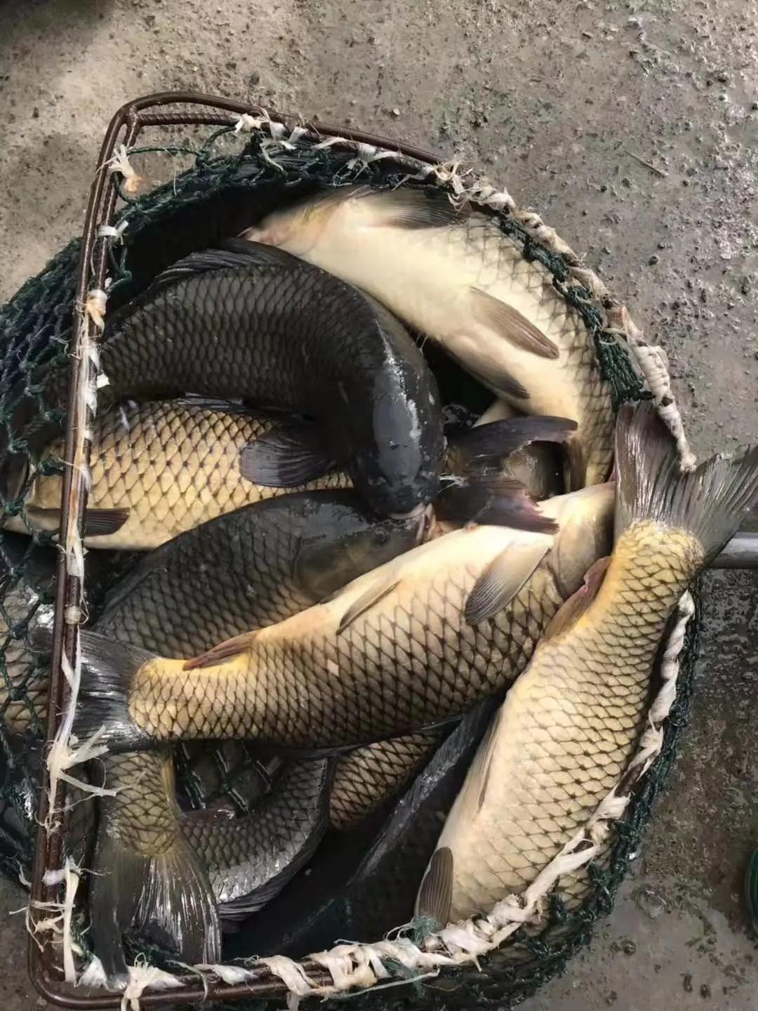 重庆养殖瘦身鱼,重庆瘦身鱼养殖