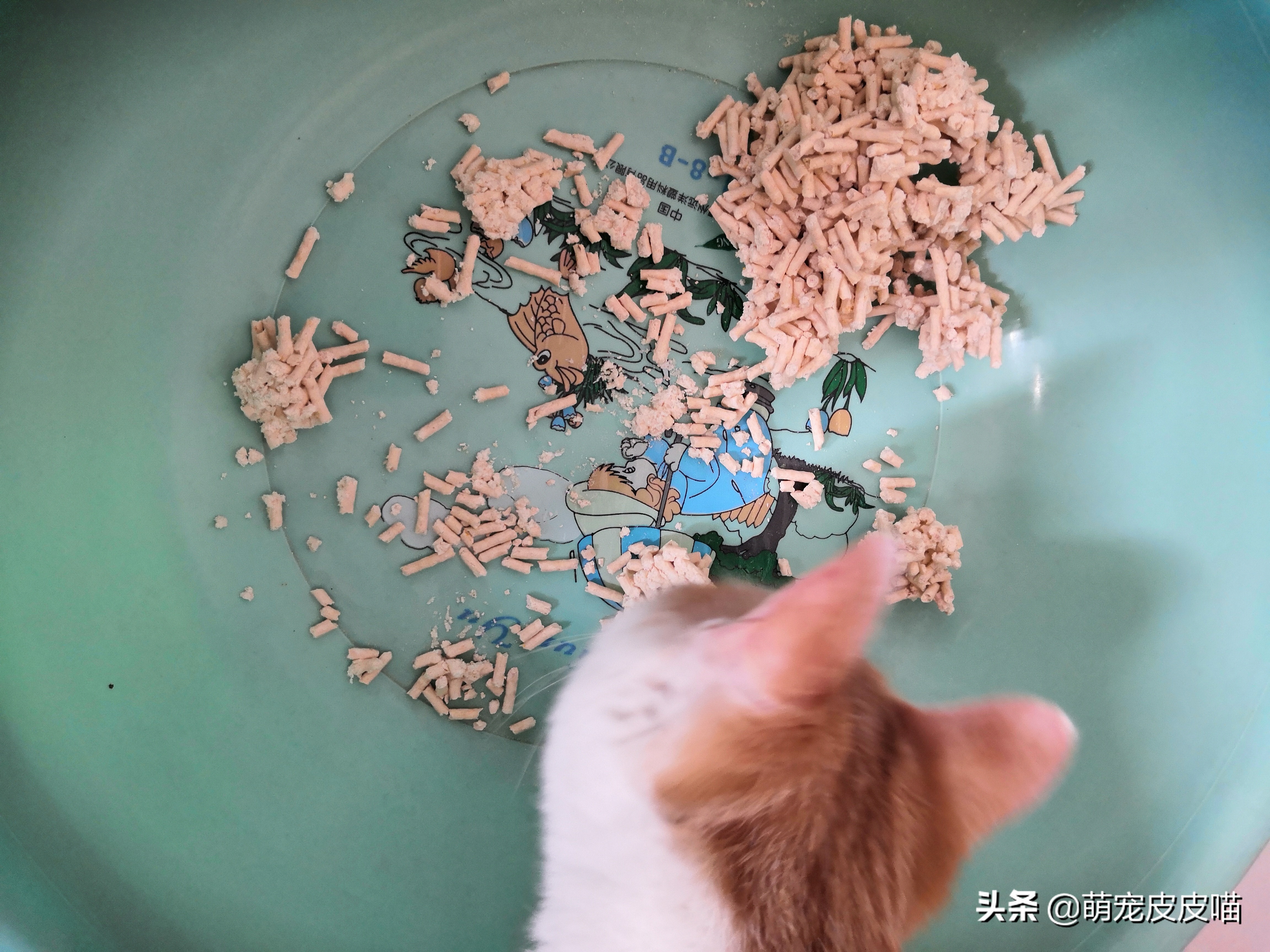 尾巴生活豆腐猫砂和一罐好鱼猫罐头测评,需要的铲屎官看过来哦