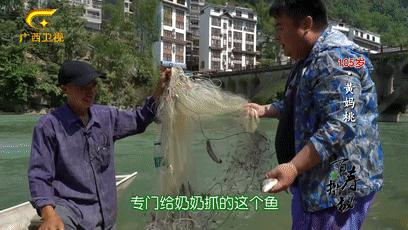 巴马长寿之乡候鸟老人,巴马为什么吸引成千上万的候鸟人