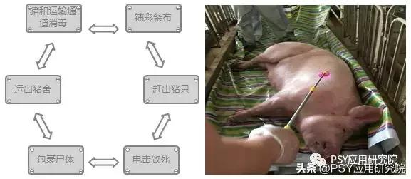 猪场拔牙式处理防控经验,猪场拔牙