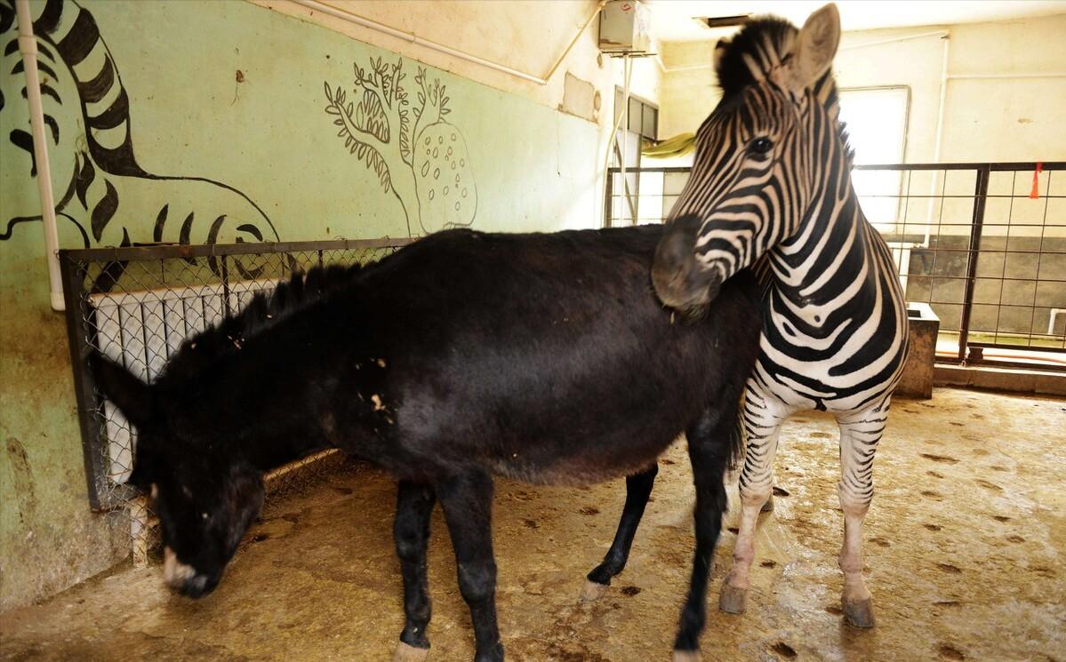 养驴发家致富能人,矿山老板致富项目