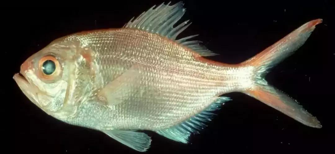 江户前菜品,江户前美食攻略