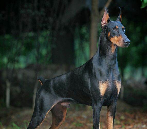 狗狗断尾为什么在三分之一处图解,泰迪狗狗如果不断尾会怎么样