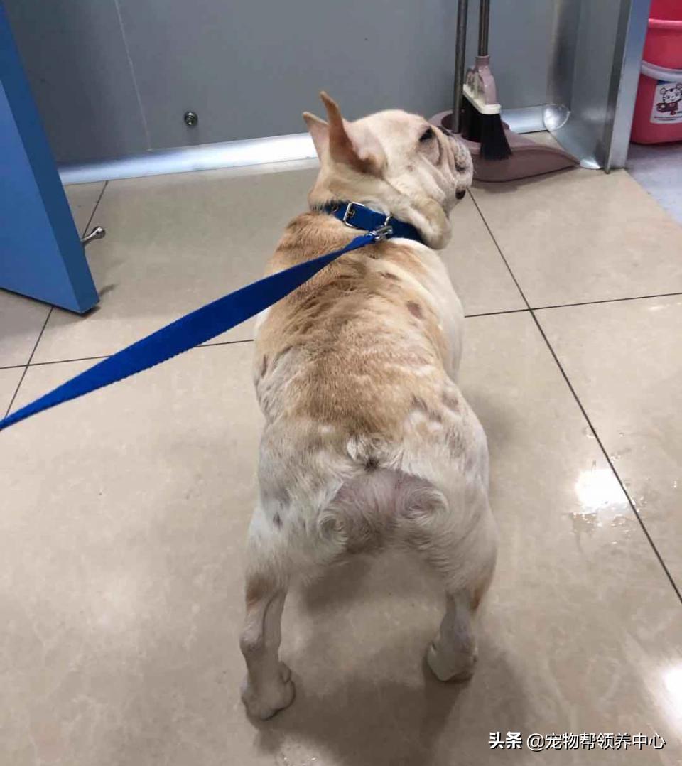 被遗弃的小法斗,法斗被遗弃