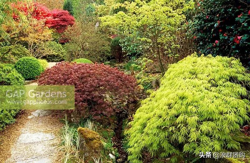 中式庭院藤类植物,枫树和紫藤
