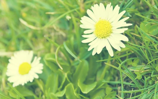 清风起,杨柳绿,声声慢,句句词!