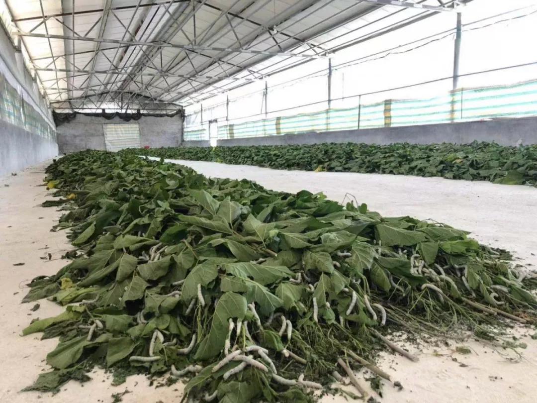 摘桑养蚕赚钱,种桑养蚕致富的成功经验