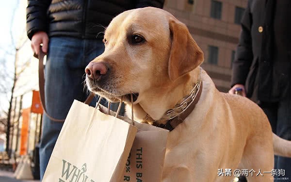 狗狗身上总是会有莫名其妙的寄生虫，定期驱虫你做了，但做对了吗