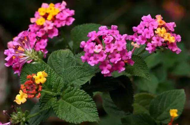 5月蚊虫可真多，卧室摆上几盆花，虫子跑光光，睡觉更舒服！