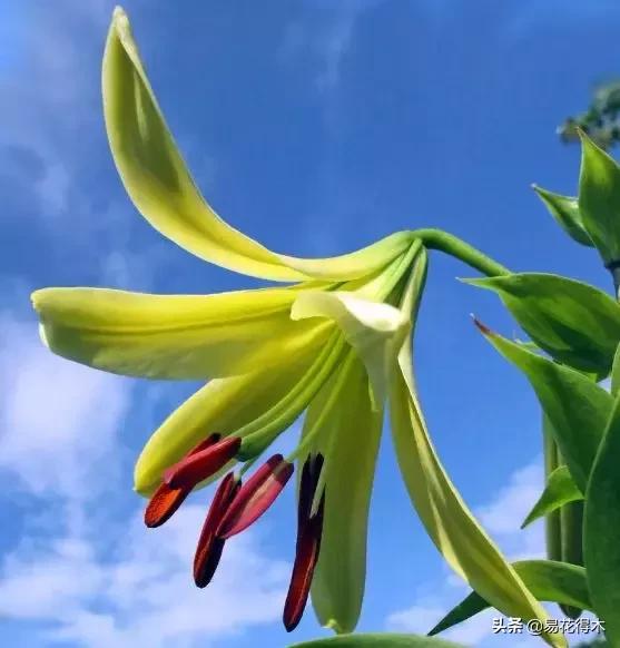 百合花开花后怎么留种球,百合花开花后晒太阳吗