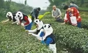 哪些茶有钱也买不到,这3款茶有钱都喝不到