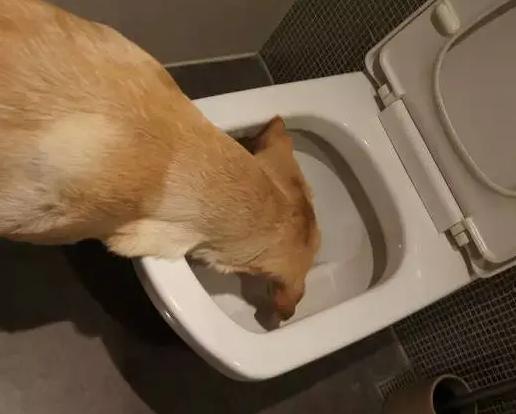 在狗狗眼里黑色物体很害怕,在狗狗眼里有昼夜之分吗