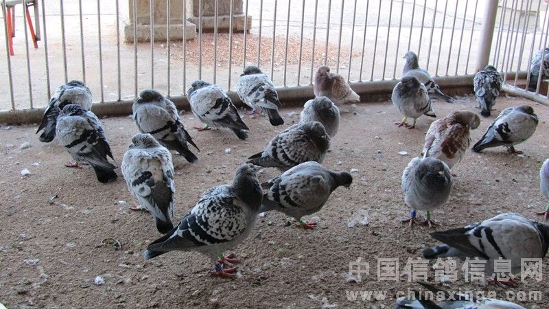 信鸽腺病毒用什么药,信鸽腺病毒后如何快速恢复体能