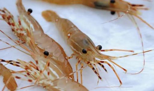 野生斑节虾厦门哪里进货,斑点虾今日价格