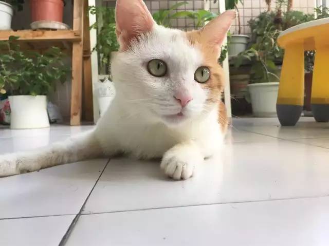 她救下一只得皮肤病脾气巨差的猫咪，花了两个月变身软萌美喵