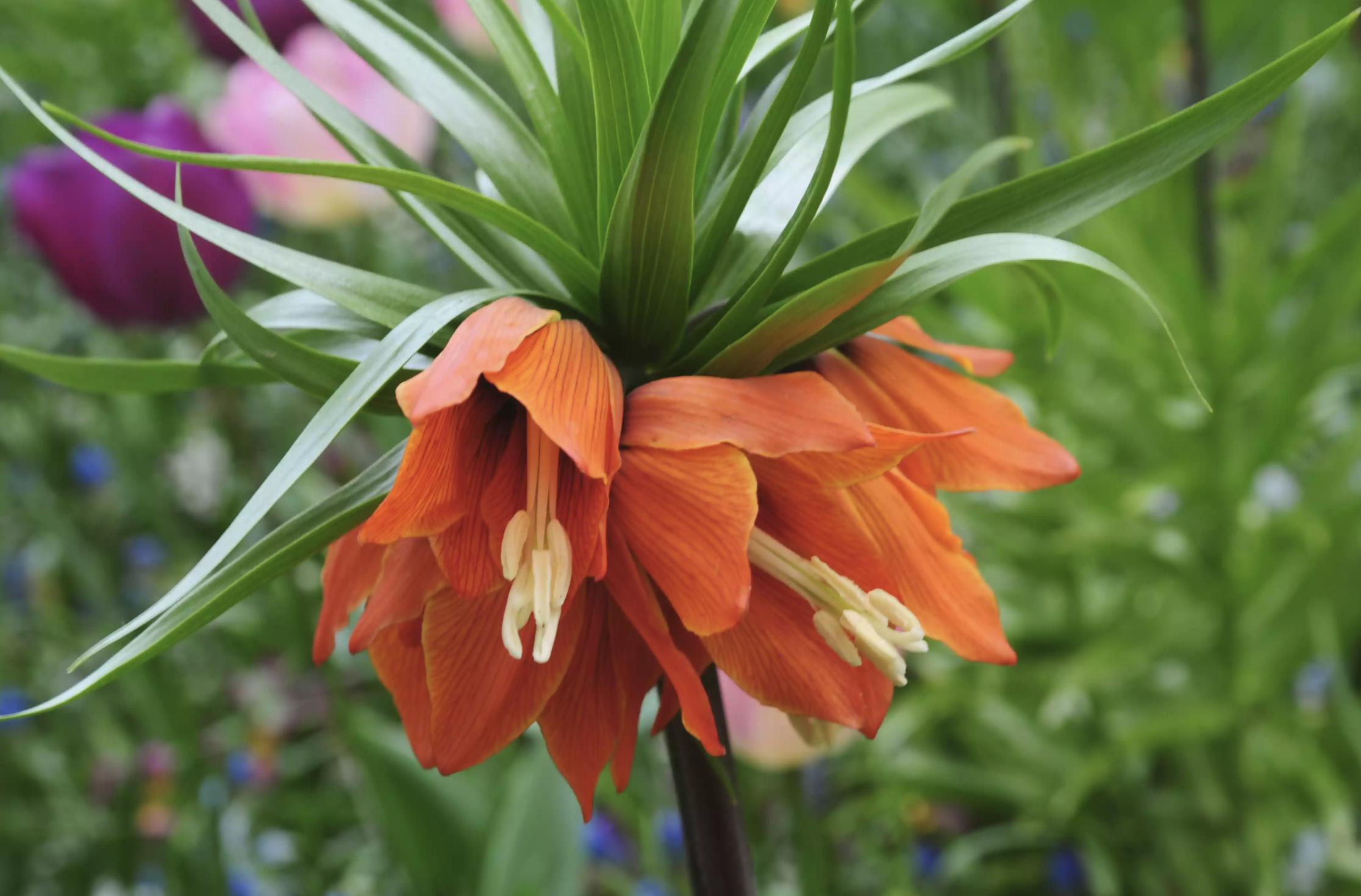 充满生命力的花卉,20种黄色的花