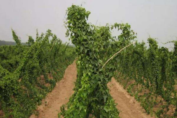 怎样种植横向生长的山药,白玉山药的生长环境