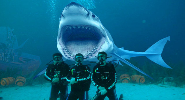 鲨鱼为什么不吃潜水员呢,为什么鲨鱼不吃潜水员