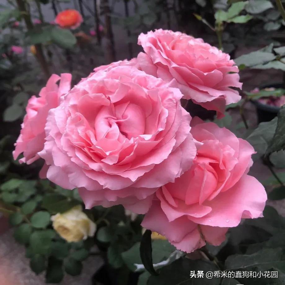 苦尽甘来栀子花,苦尽甘来推荐