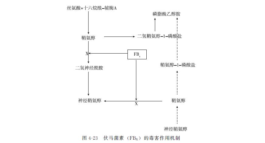 动物源性食品中霉菌毒素的检测——伏马菌素