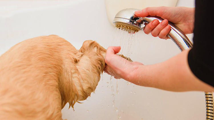 我家狗居然有脚臭！这要怎么办