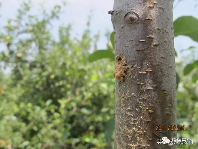 树下有蚁窝怎么办,树上有粪甲虫怎么办