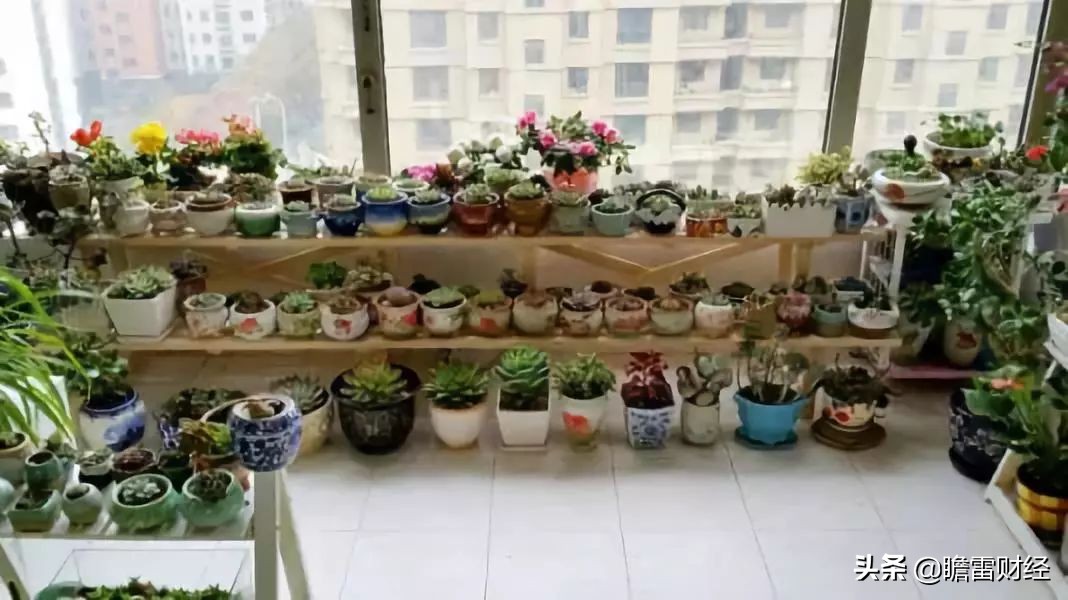 山东80后小伙种多肉植物，利用互联网销售，月收入两三万