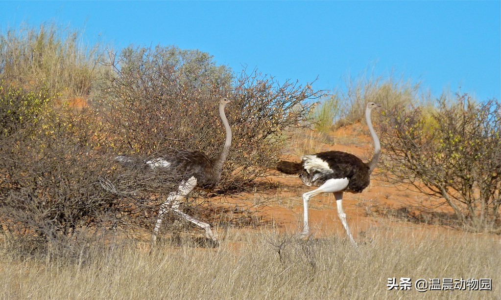 鸵鸟遇到危险会把头埋到沙子里吗,鸵鸟真的会将头埋在沙土里吗
