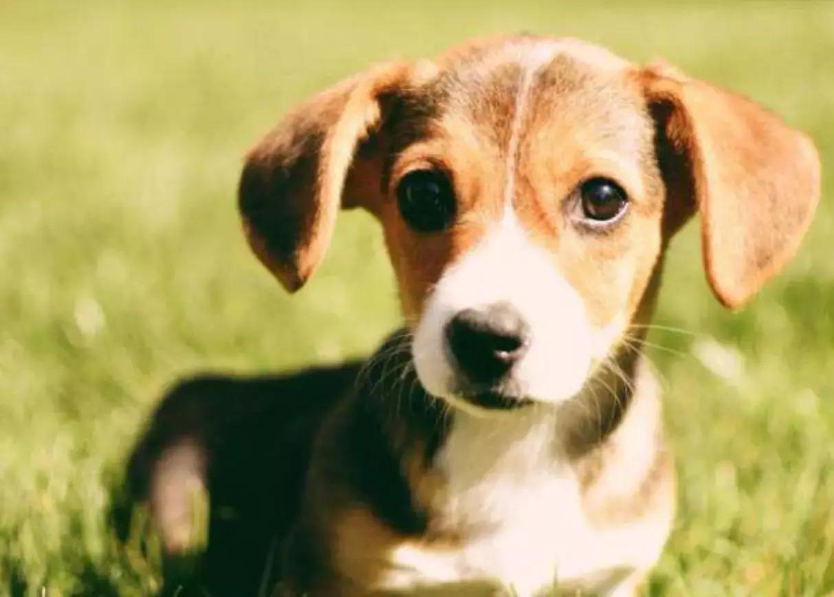 养狗狗必须爱狗狗,怎么知道狗狗是不是纯种的狗