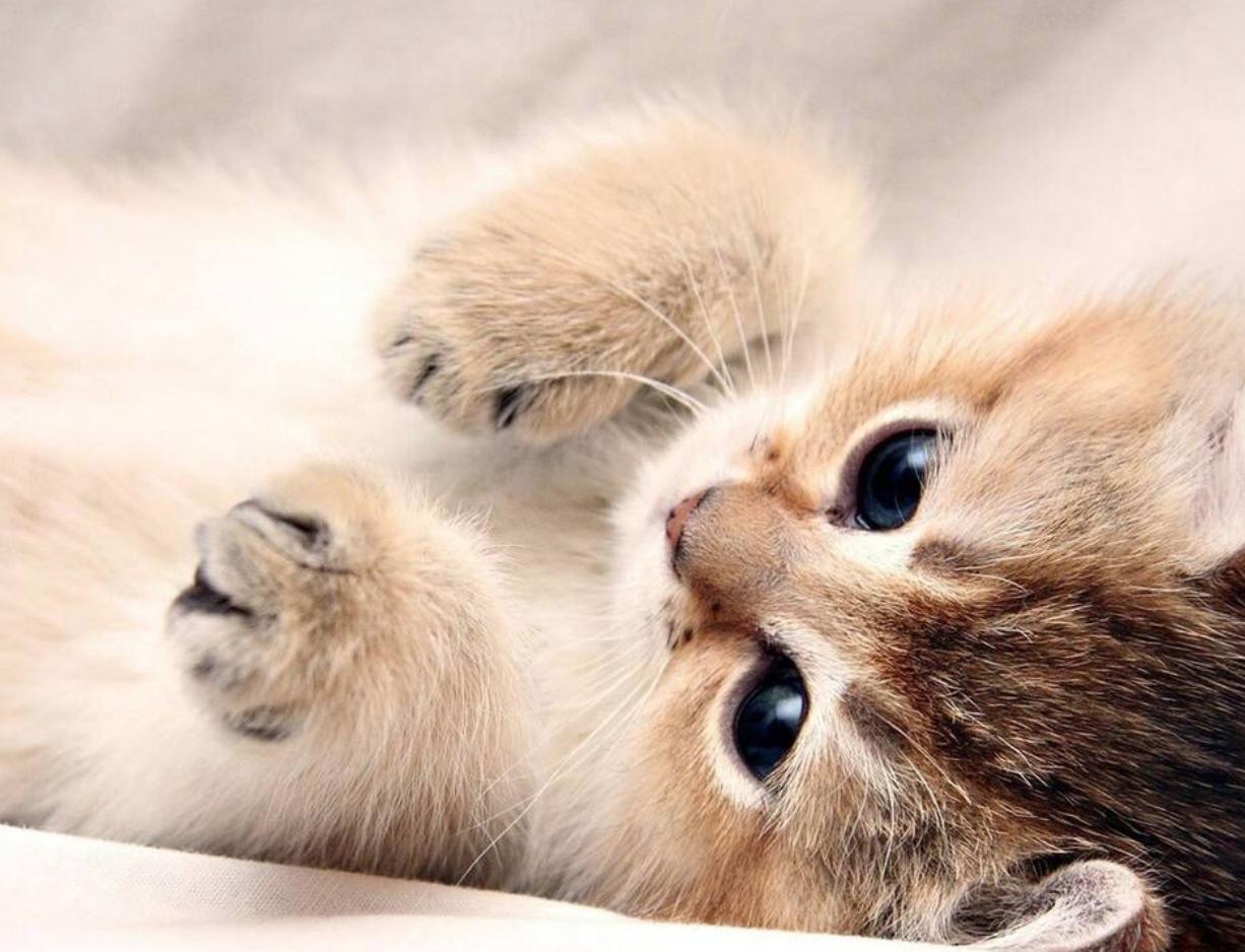 猫咪皮肤干燥有皮屑用什么沐浴露,冷知识猫咪也会打冷颤