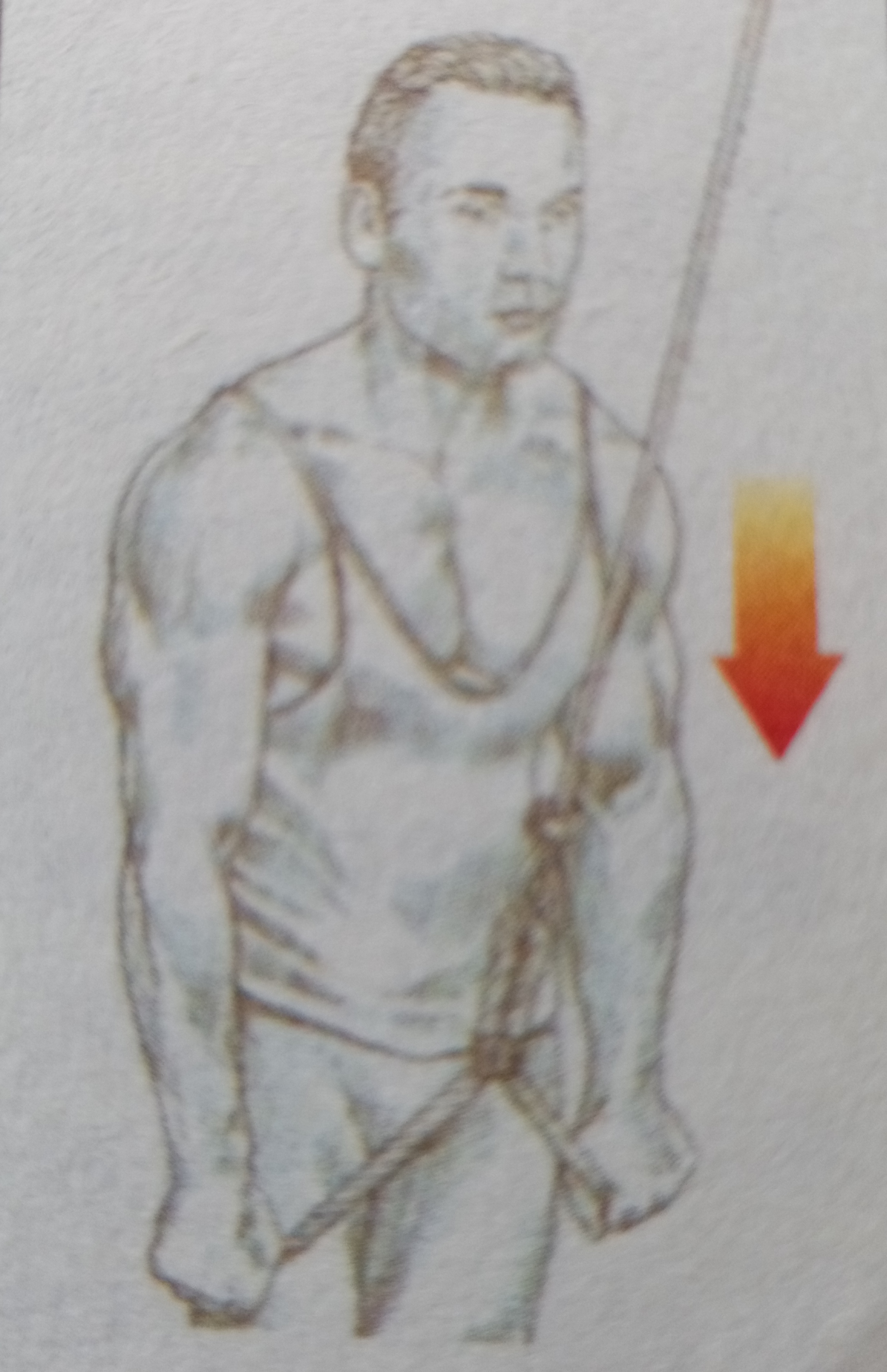 大臂三头肌怎么练,二头肌和麒麟臂怎么练